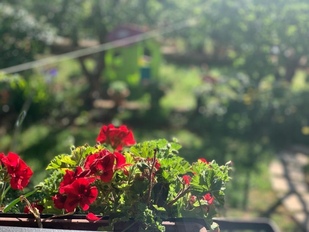 Apartman Dalija Vinkuran Buitenkant foto